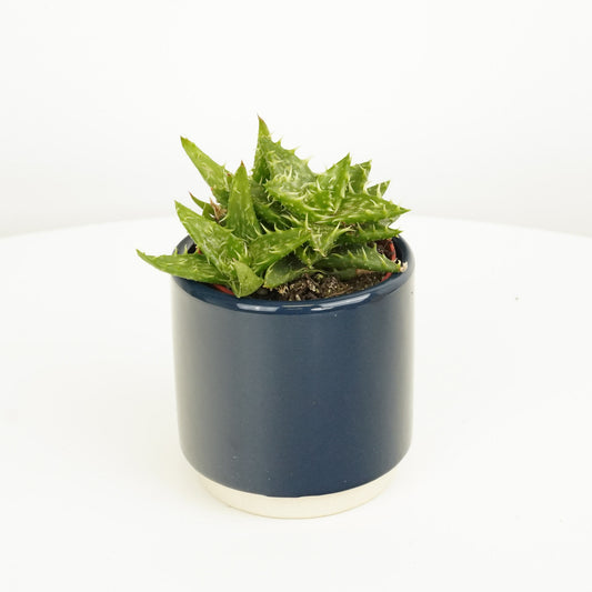 Aloe Vera | Squarosa | Perfect Plants for Under £30