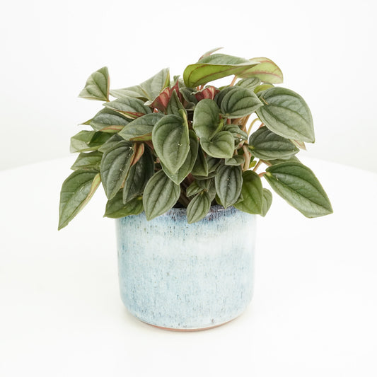 Radiator Plant | Napoli Night | Spooky Houseplants