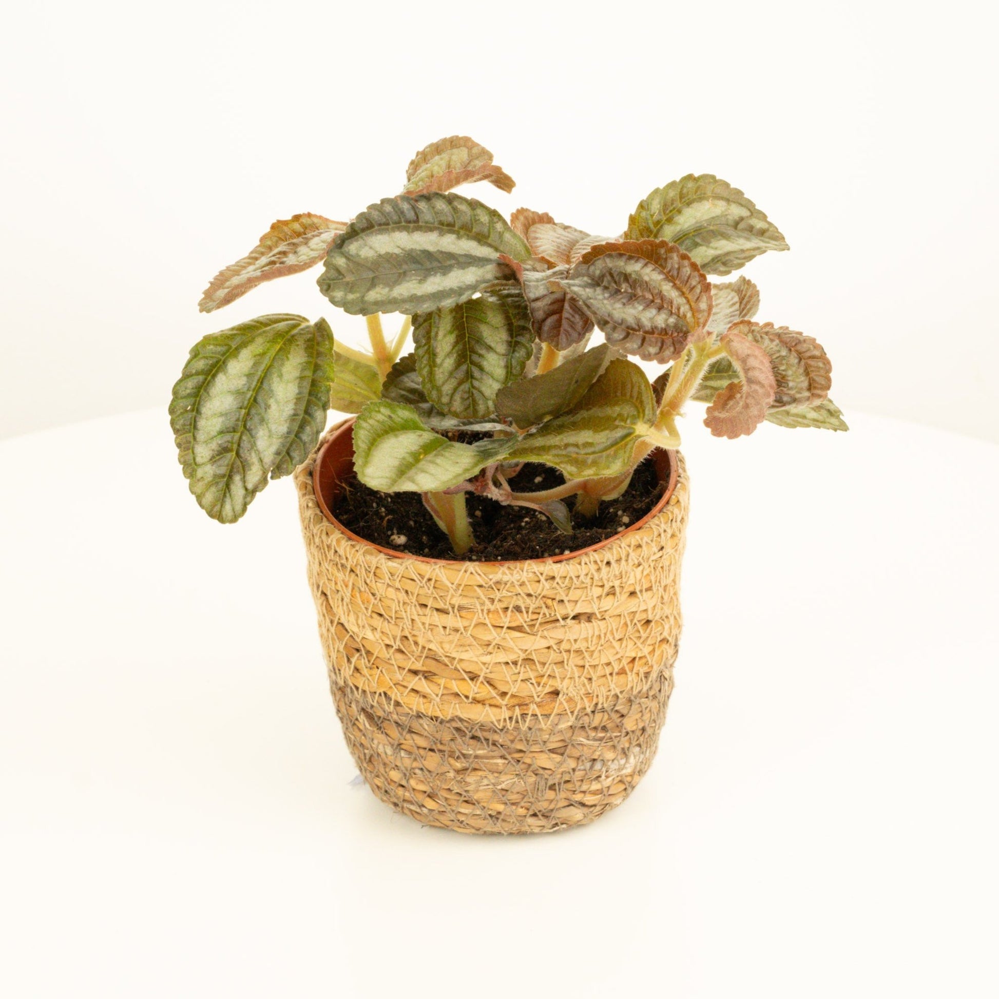 Friendship Plant | Norfolk