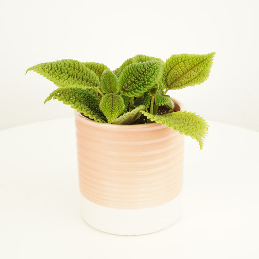 Pilea | Moonvalley | Pet Safe Plants
