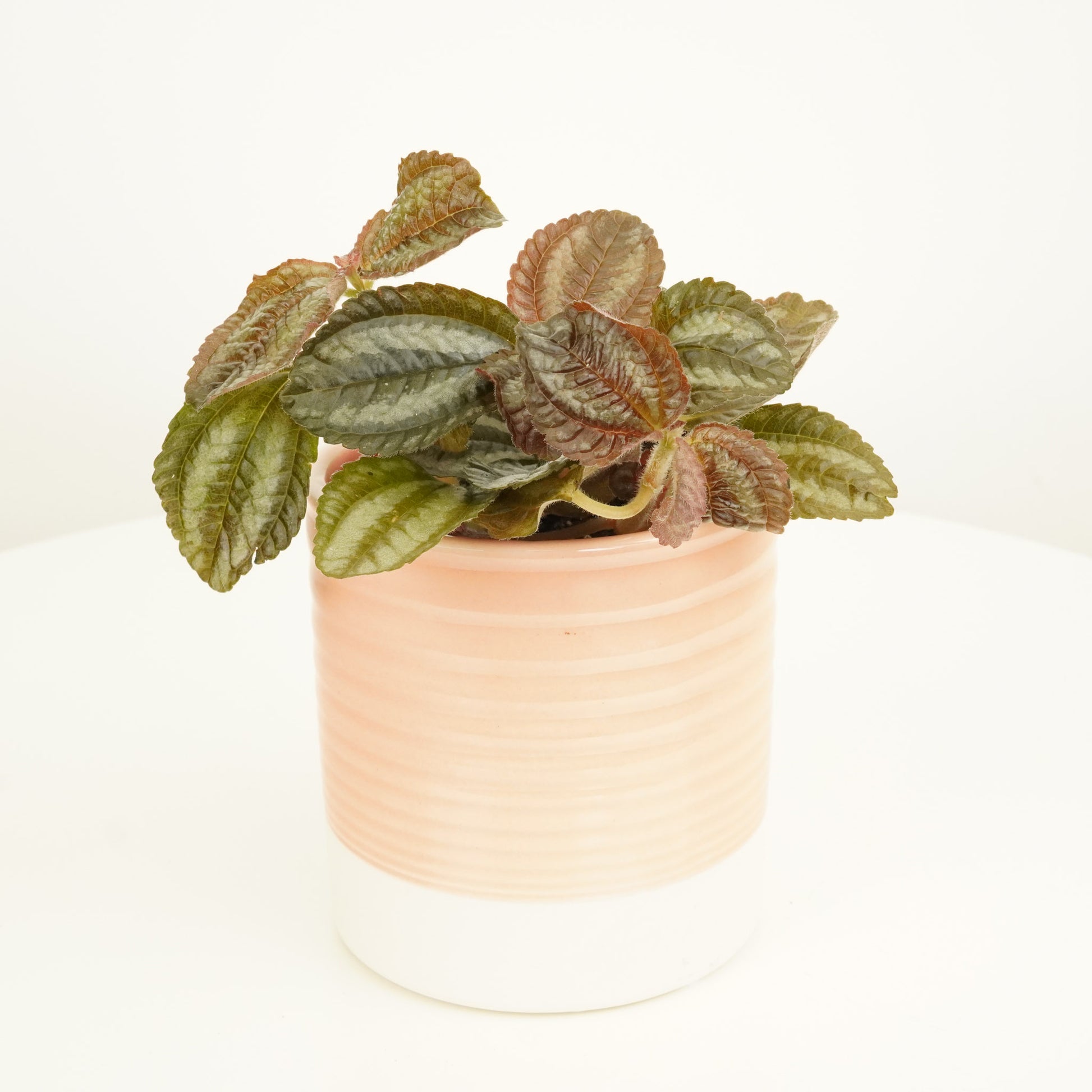 Friendship Plant | Norfolk