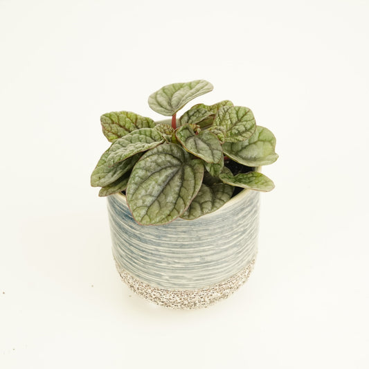 Radiator Plant | Greyhound | Potted Houseplants