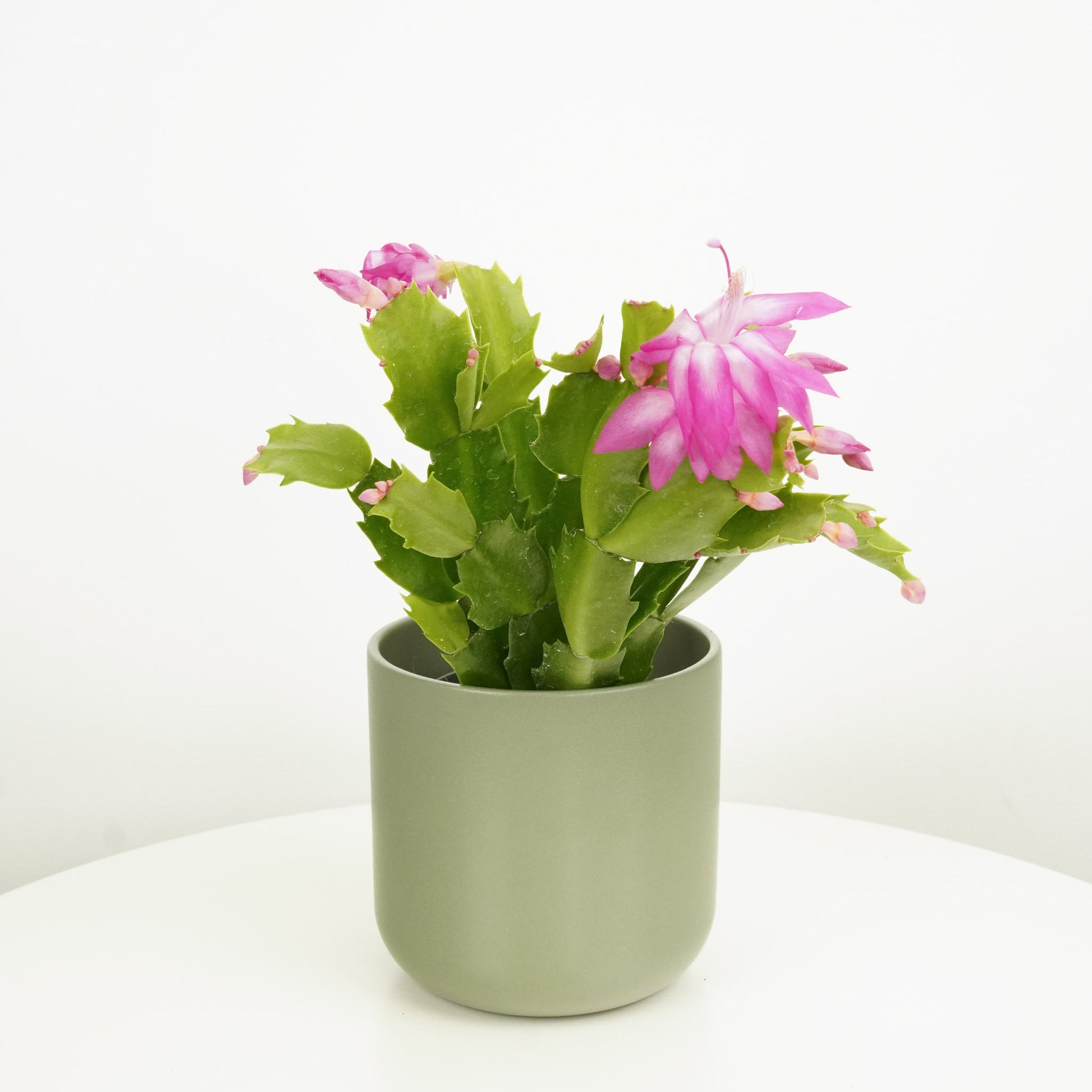 flowering cactus indoor plant Flowering Cactus