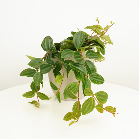 Beetle Peperomia | Hard To Find | 