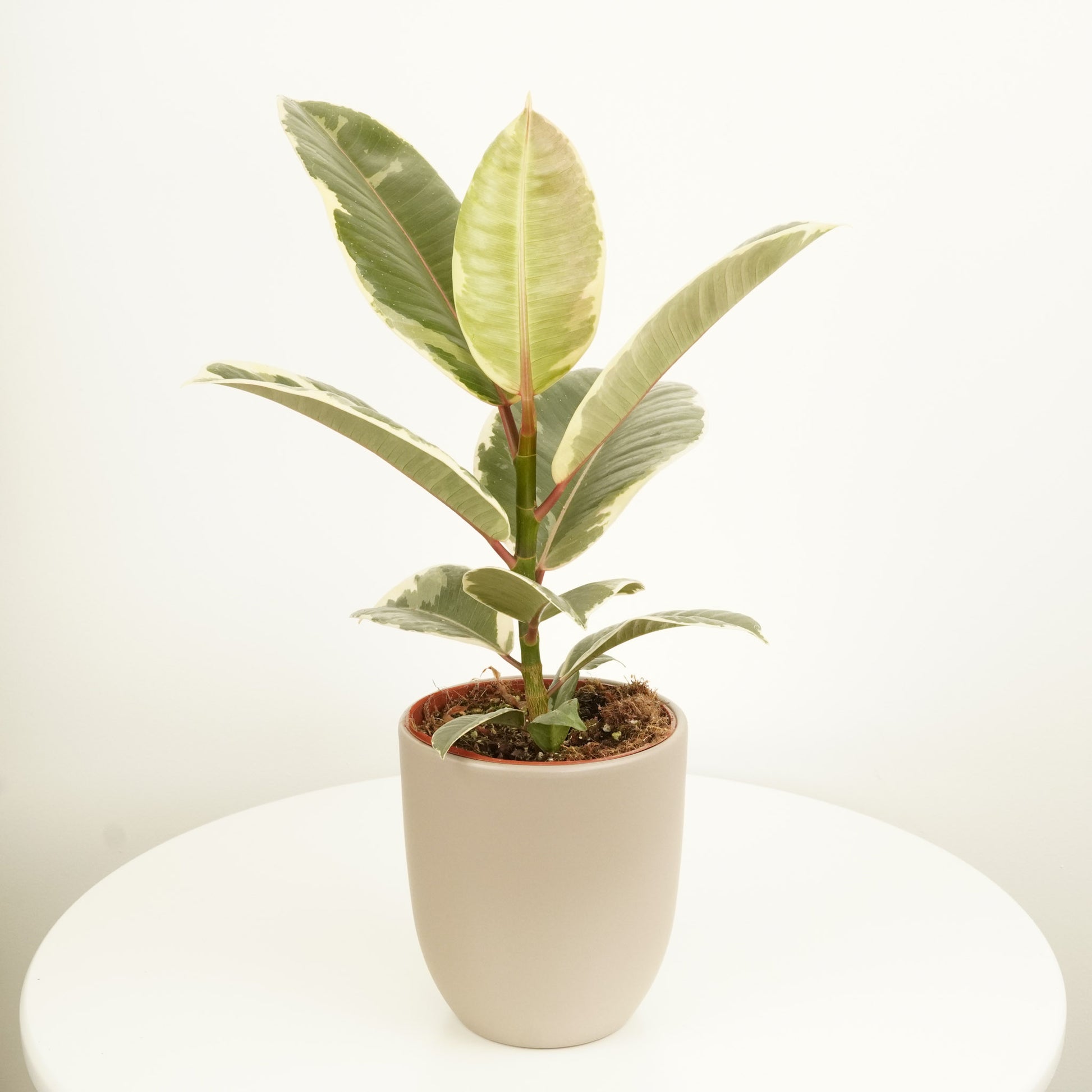 Rubber Tree | Tineke
