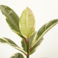 Rubber Tree | Tineke