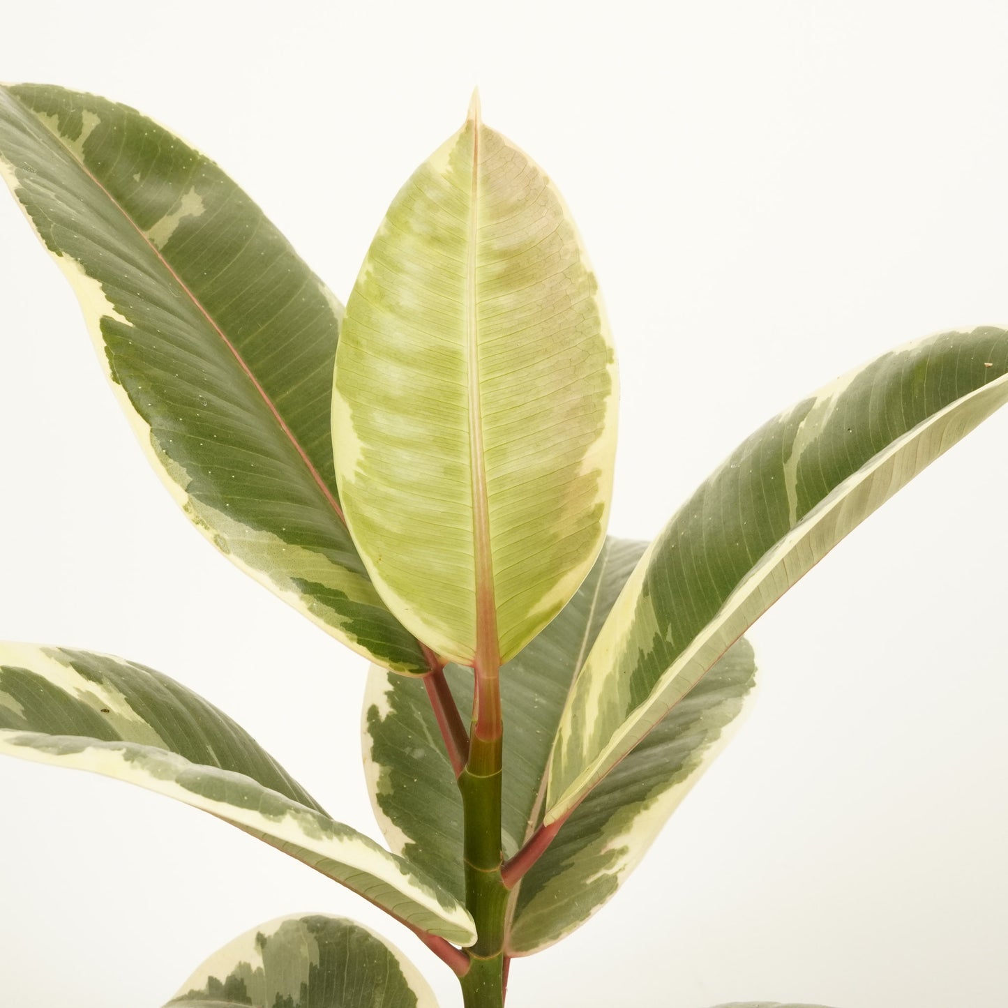 Rubber Tree | Tineke