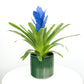 Guzmania | Bromeliad | Blue