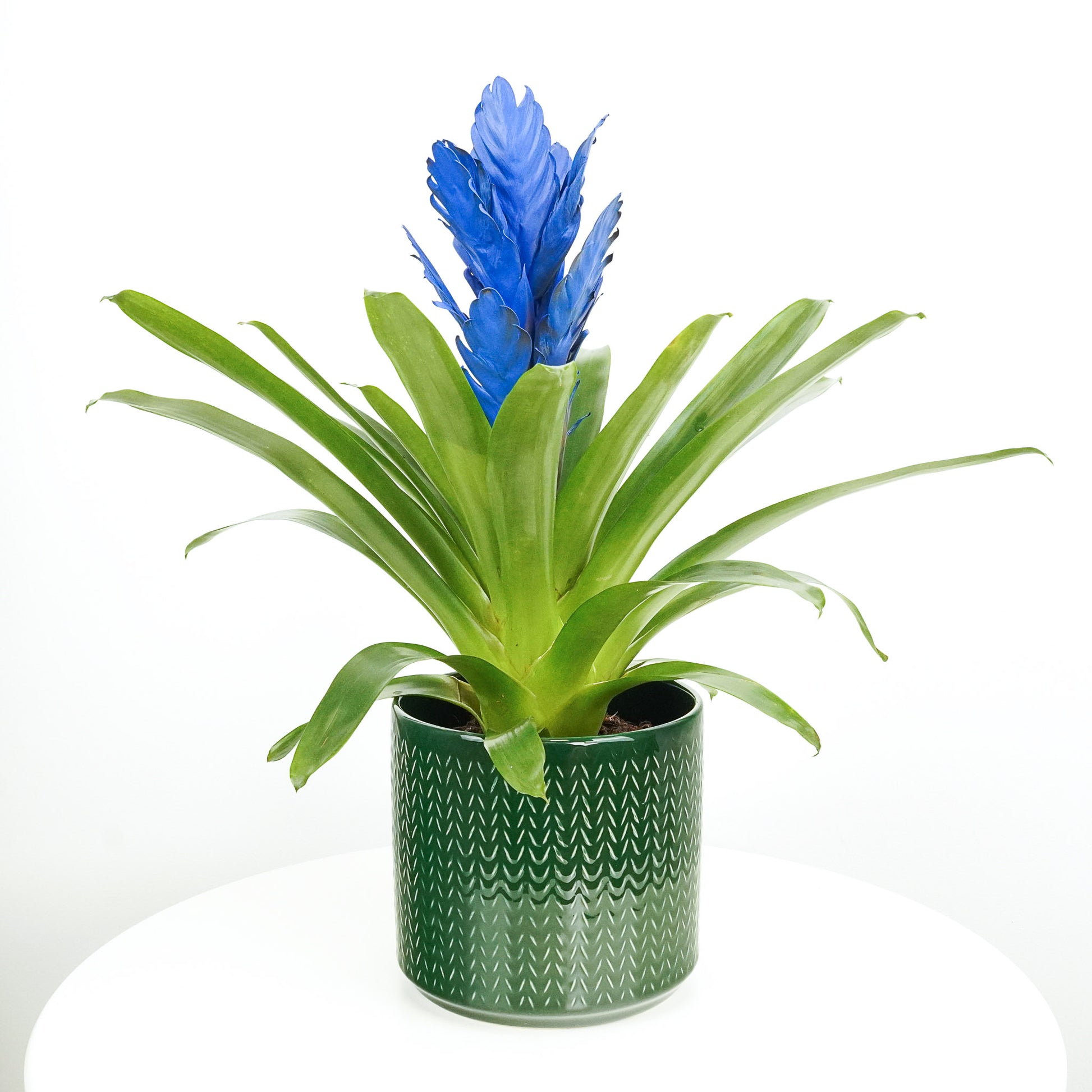 Guzmania | Bromeliad | Blue