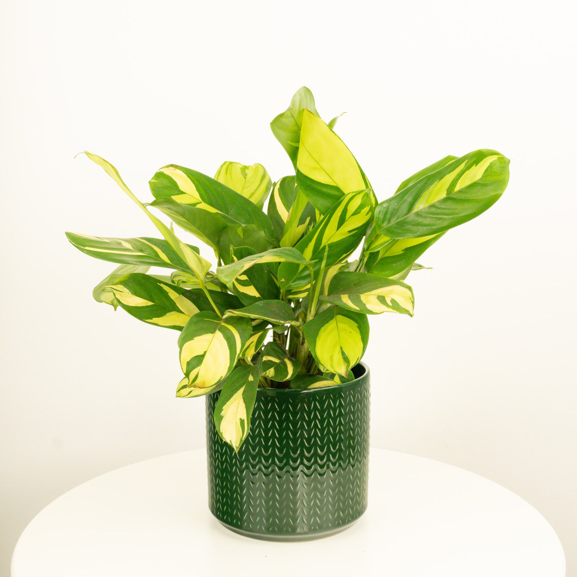 golden mosaic prayer plant Never Never Plant