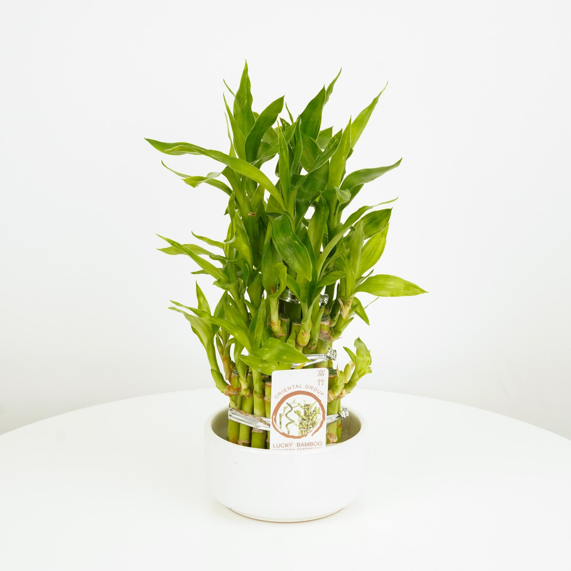 lucky bamboo plant uk Lucky Bamboo