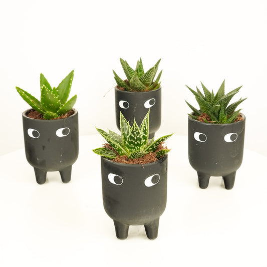 Leggy Alfie | Variegated Plants