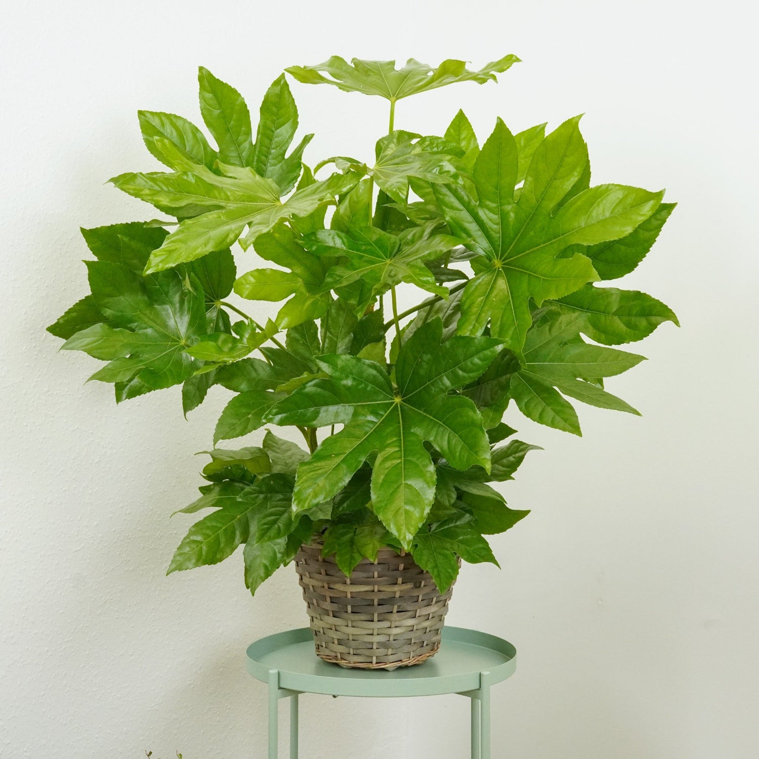 japanese house plants uk Japanese Aralia