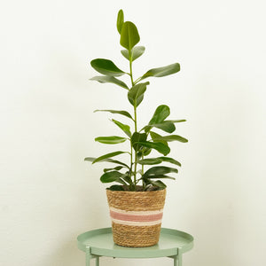 Jamaican Cherry Fig | Smile - Indoor Plant