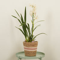 Cymbidium Orchid | Alice