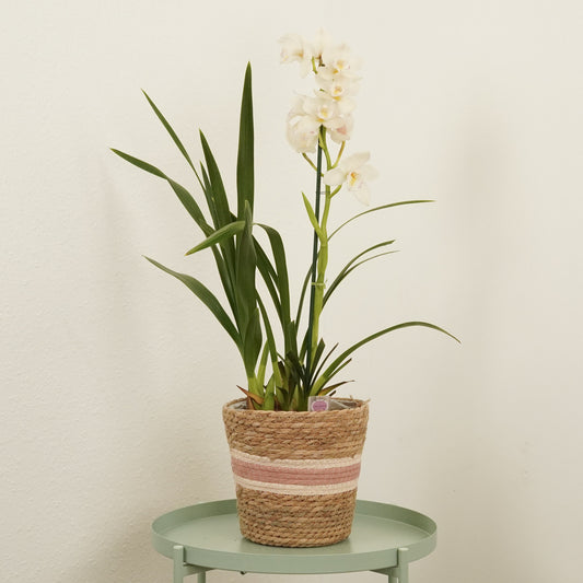 Cymbidium Orchid | Alice | 