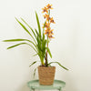 Cymbidium Orchid | Emma