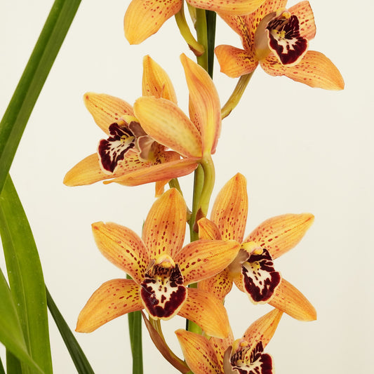Cymbidium Orchid | Emma | Potted Houseplants