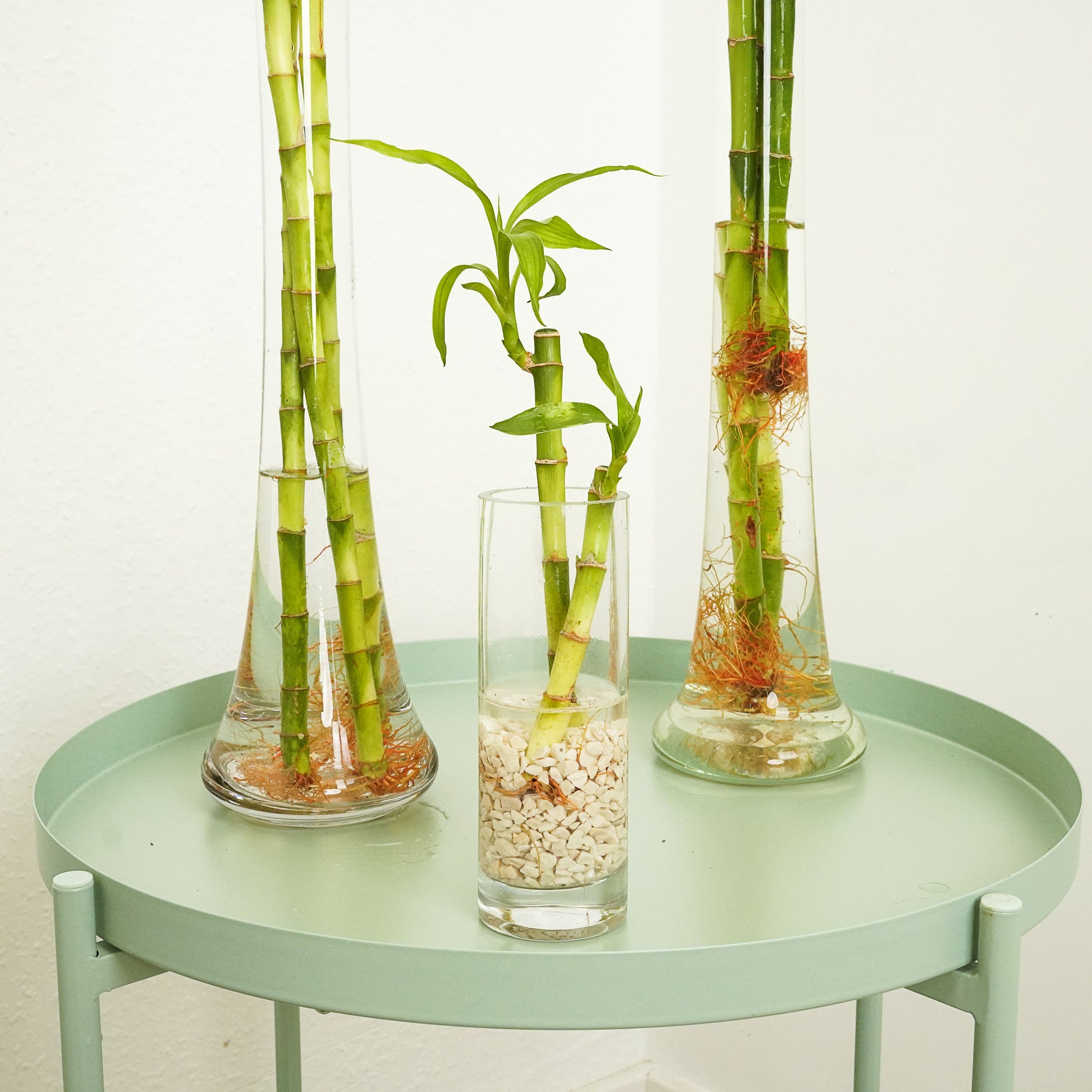 lucky bamboo in a vase Lucky Bamboo