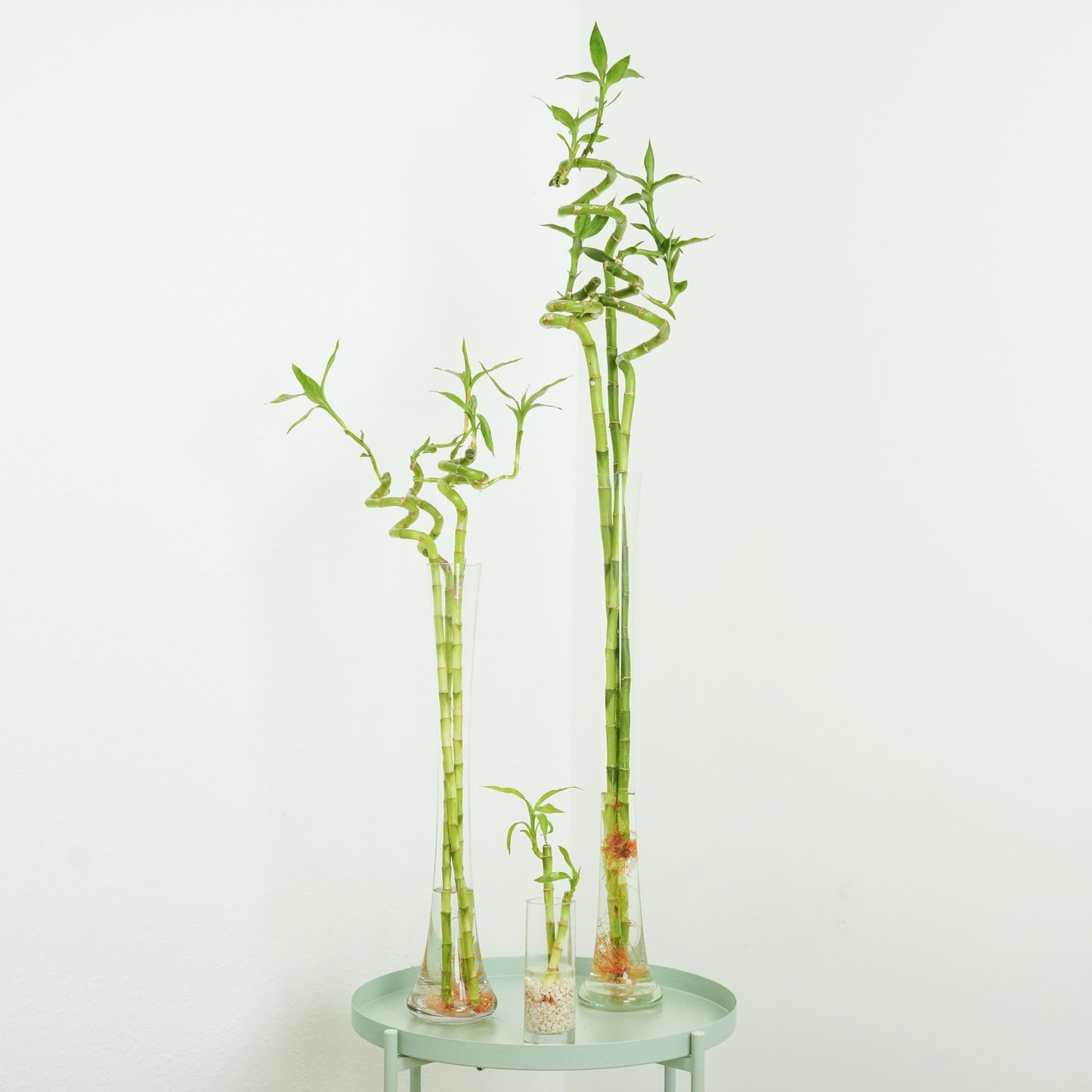 tall lucky bamboo vase Lucky Bamboo | Vase