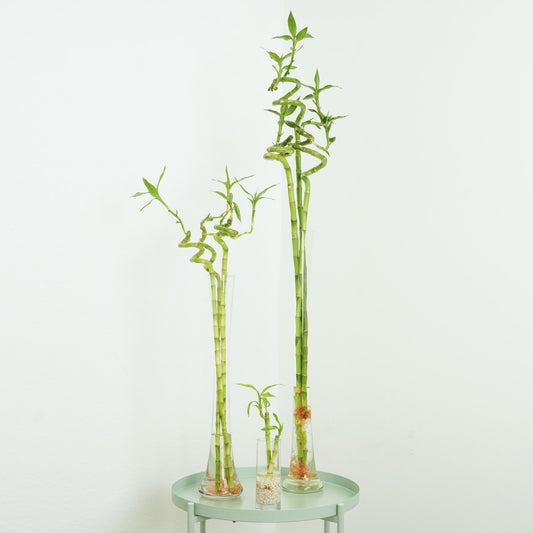 Lucky Bamboo | Vase | Mother's Day