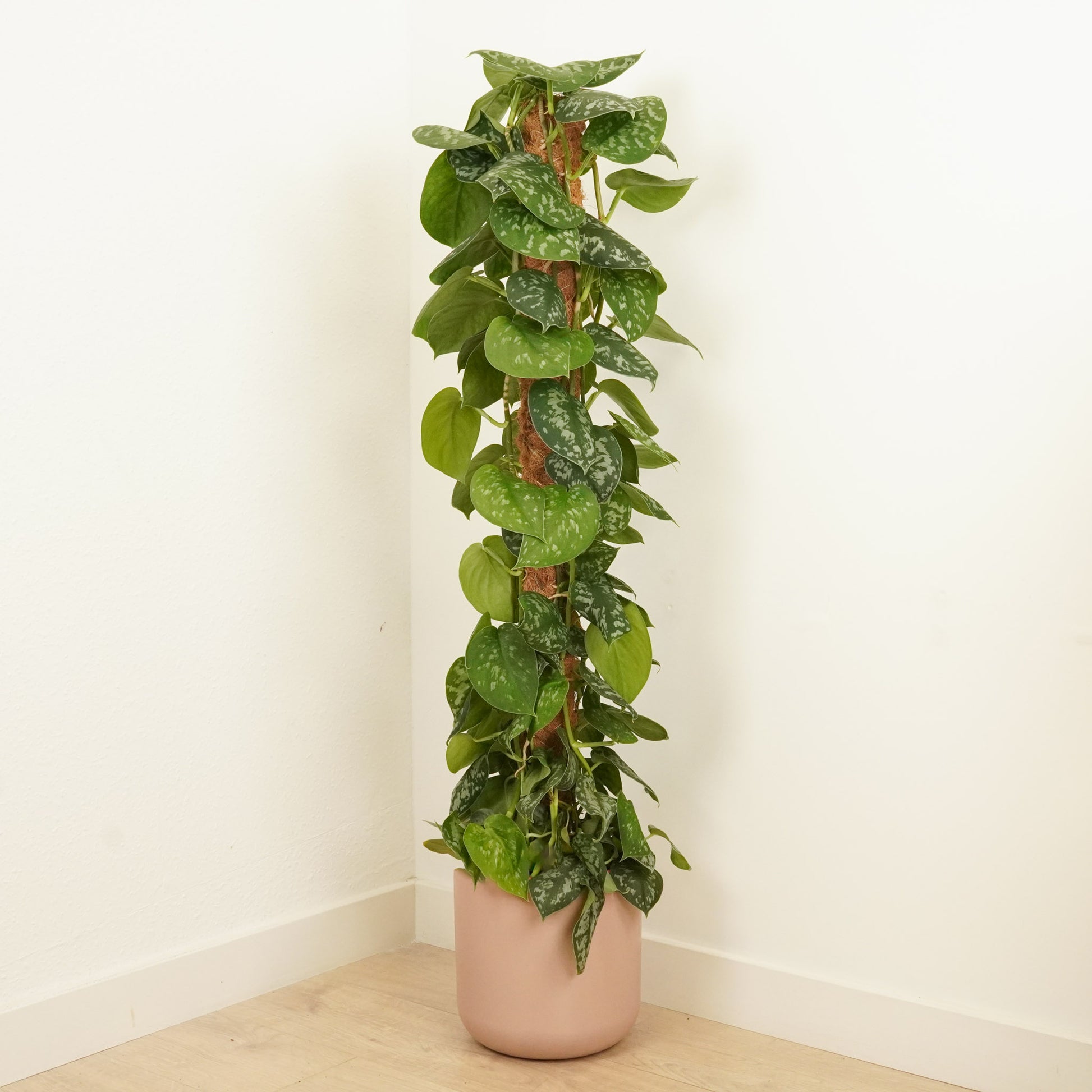 satin silver pothos care Satin Silver Pothos