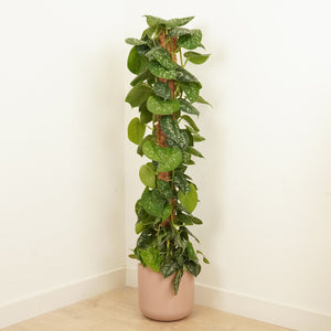 Satin Silver Pothos | Trebie - Indoor Plant