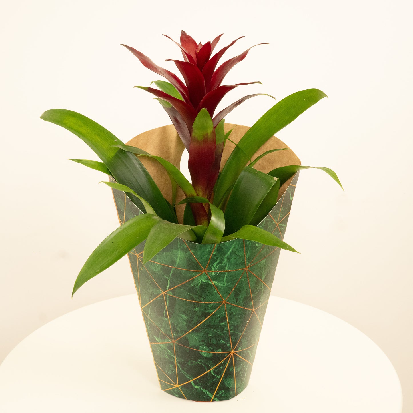 Guzmania Switch | Gift