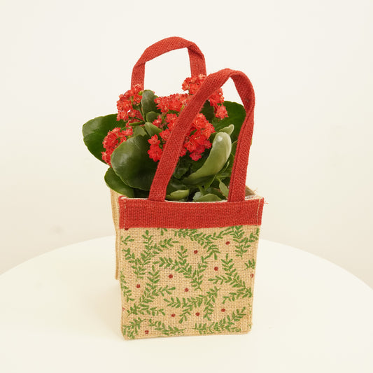 Red Kalanchoe | Gift | Indoor Succulent Plants