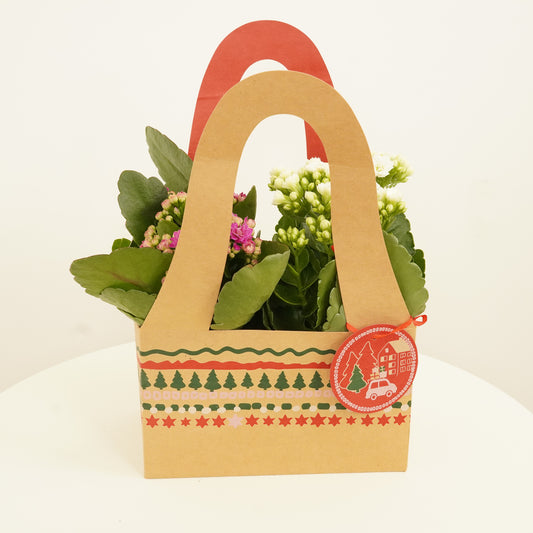 Pink & White Kalanchoes | Giftbox | Indoor Succulent Plants