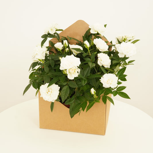 White Roses | Envelope Giftbox | Perfect Plants for Under £50