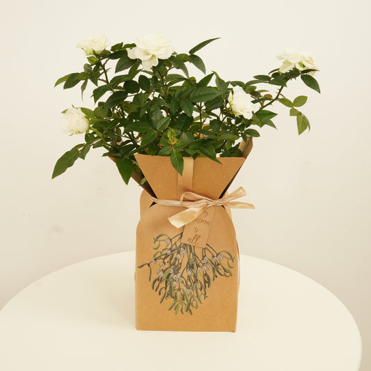 Flowering White Rose | Gift | Garden & Outdoor Plants