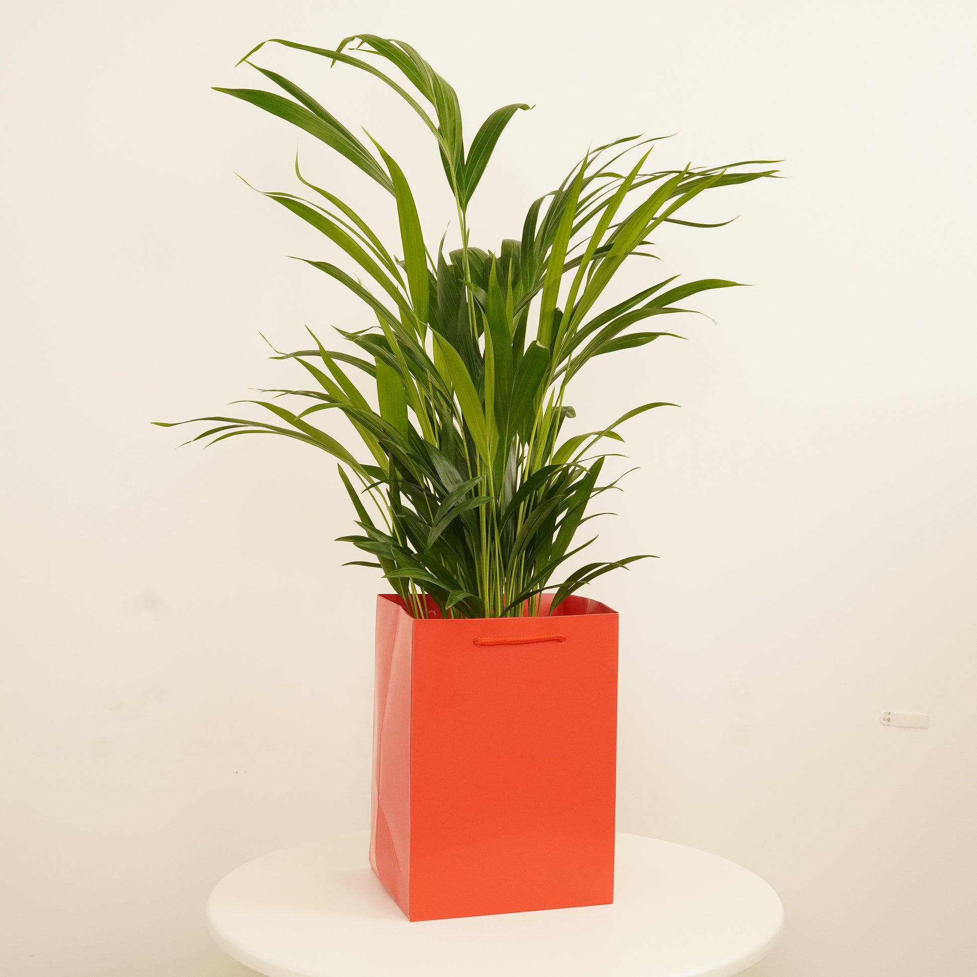 Areca Palm