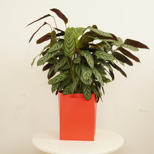 Never Never Plant | Compact Star | Gift | Perfect Plants for Under £50