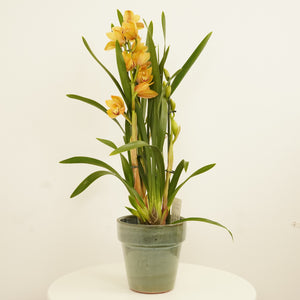Cymbidium Orchid | Joelle - Indoor Plant