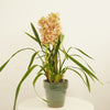 Cymbidium Orchid | Monique