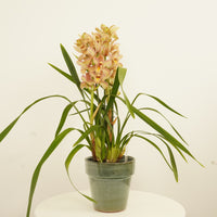 Cymbidium Orchid | Monique