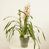 Cymbidium Orchid | Rachel