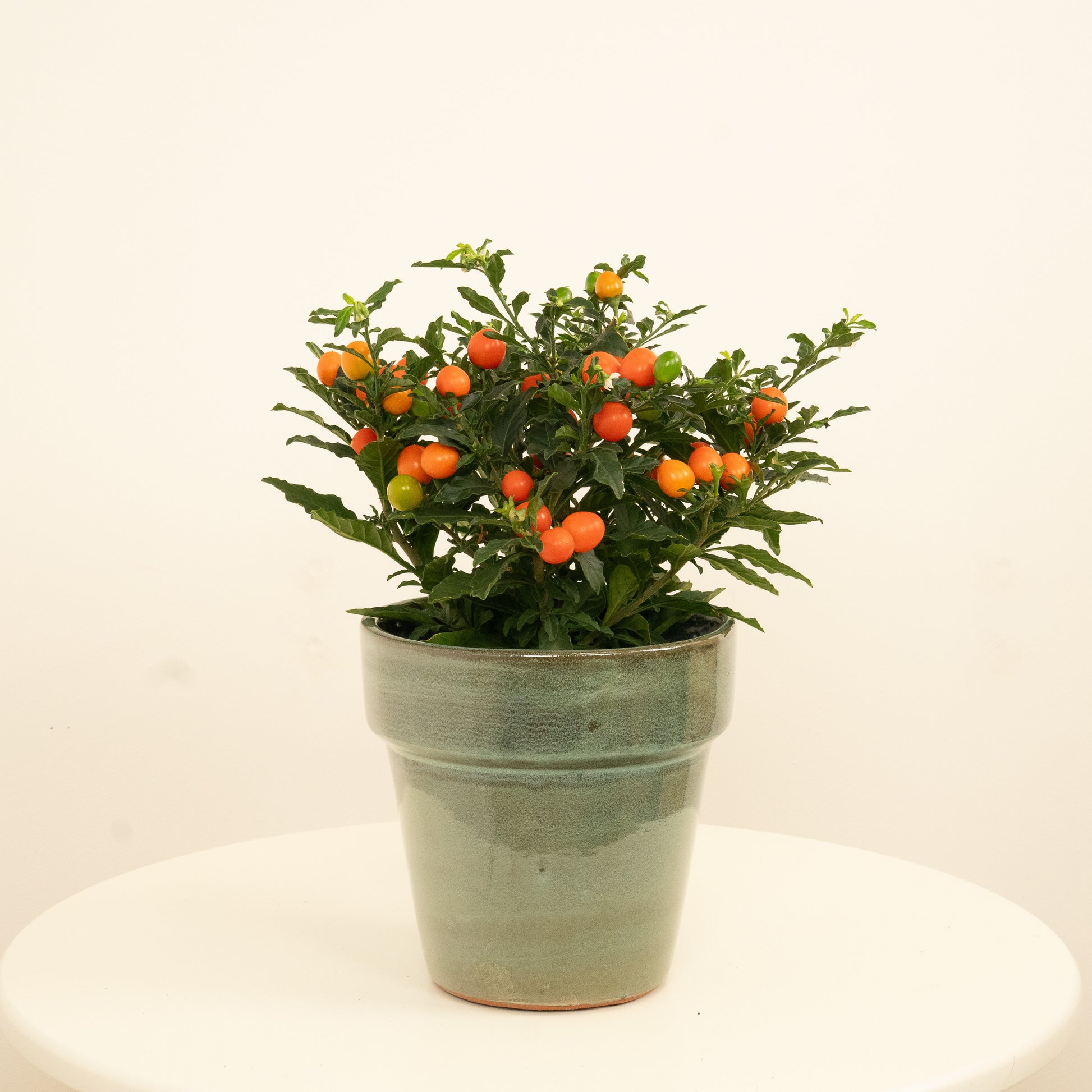 house plants with berries Nightshade Plant