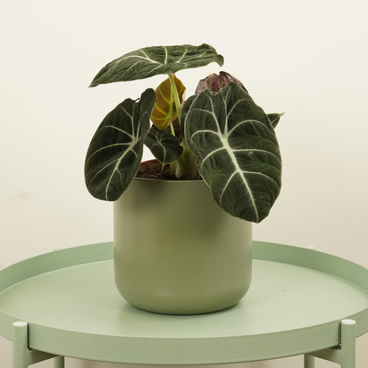 Alocasia | Black Velvet | 