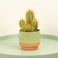 Column Cactus