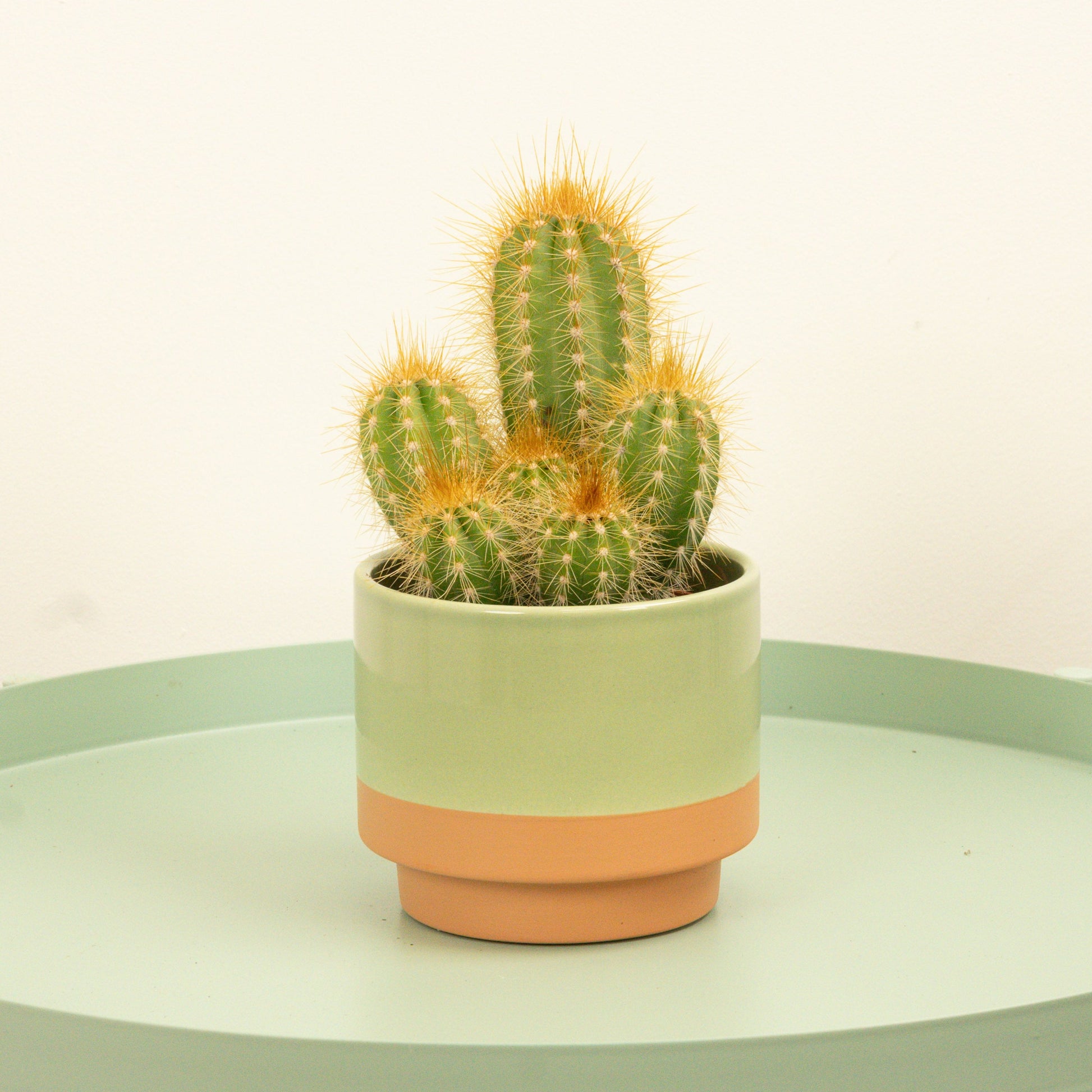Column Cactus