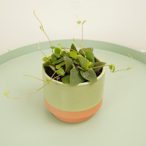 String Of Spades | Remy