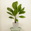 Fan Palm