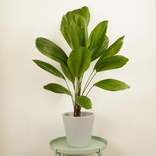 Fan Palm | 