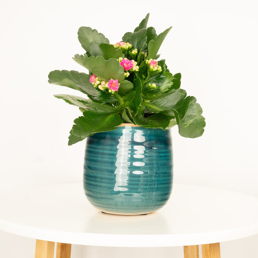 Hot Pink Kalanchoe | Potted Houseplants