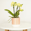 Phalaenopsis Orchid | La Paz