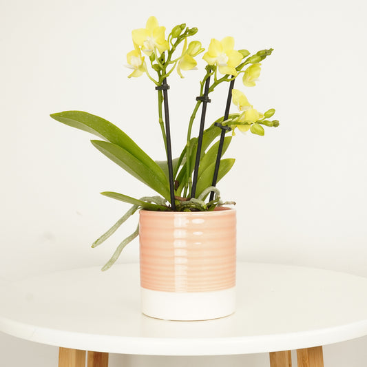 Phalaenopsis Orchid | La Paz | 
