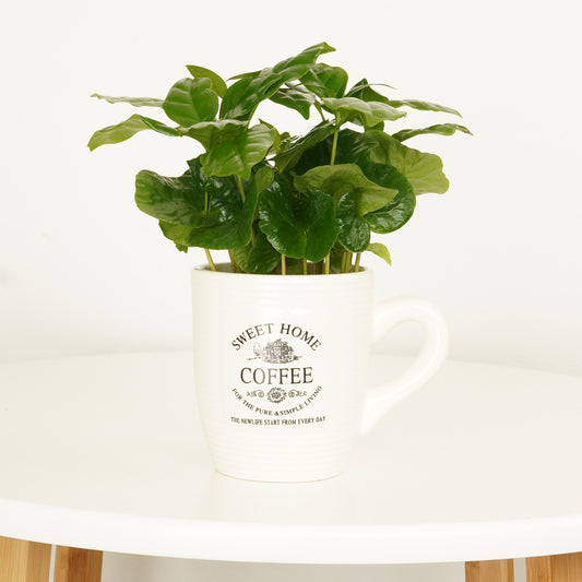 Coffee Cup | Arabica | Plant Gifts