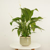 Peace Lily | Sweet Chico